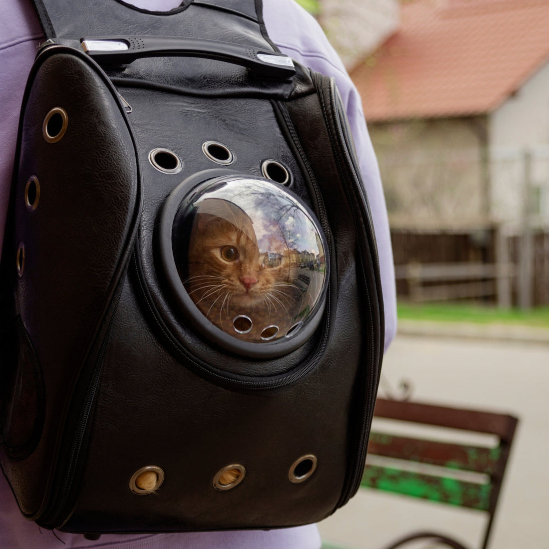 Carry in Comfort - Pet Carriers & Travel Gear | DUDEBUYMETHAT